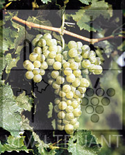 Foto di un grappolo d'uva di Tocai R14